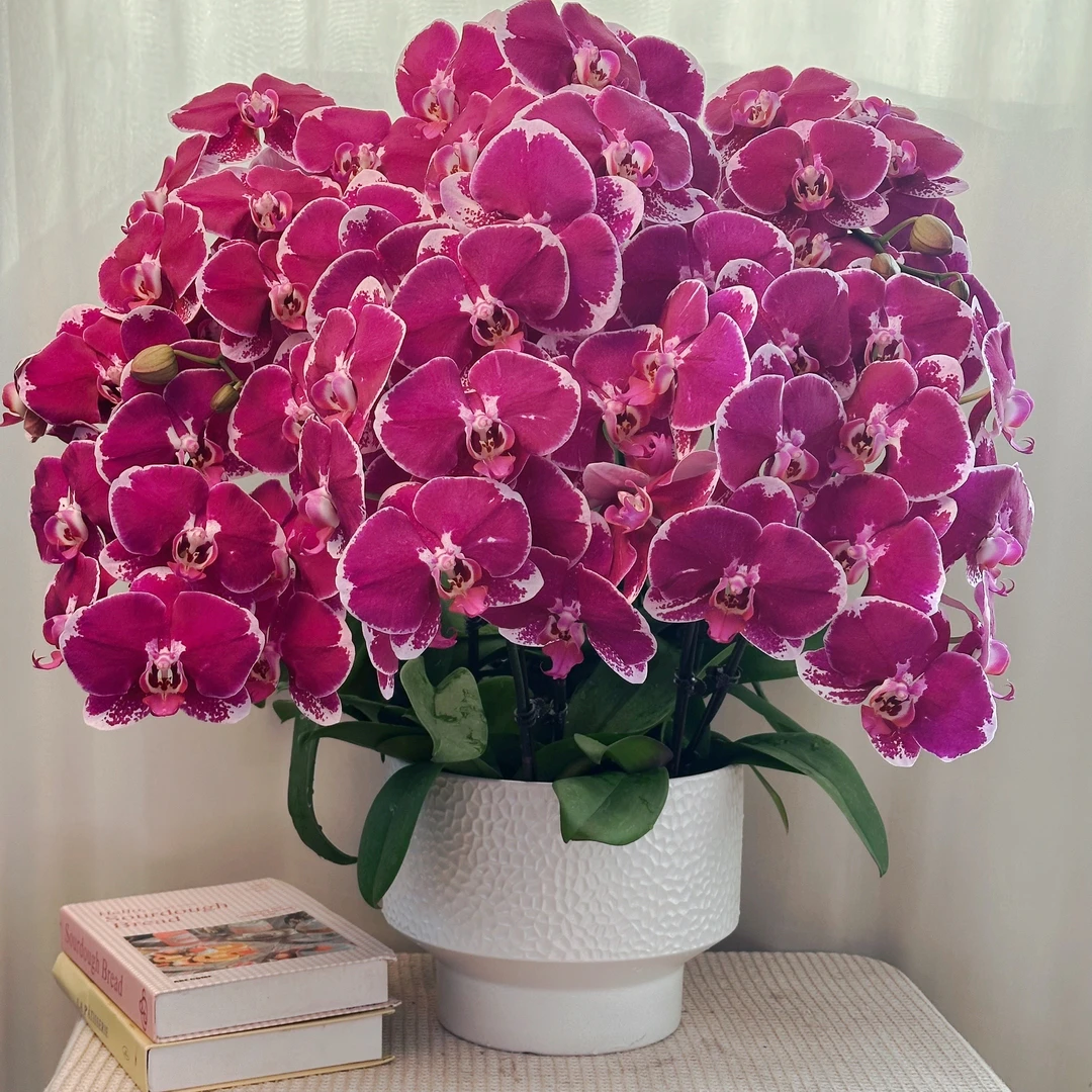 幸福花舍蝴蝶兰【美少女】欧洲进口花花送人送礼乔迁新居蝴蝶兰盆栽