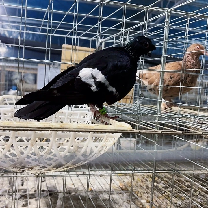 往***零15天中国大陆栏杆4个月青年1只