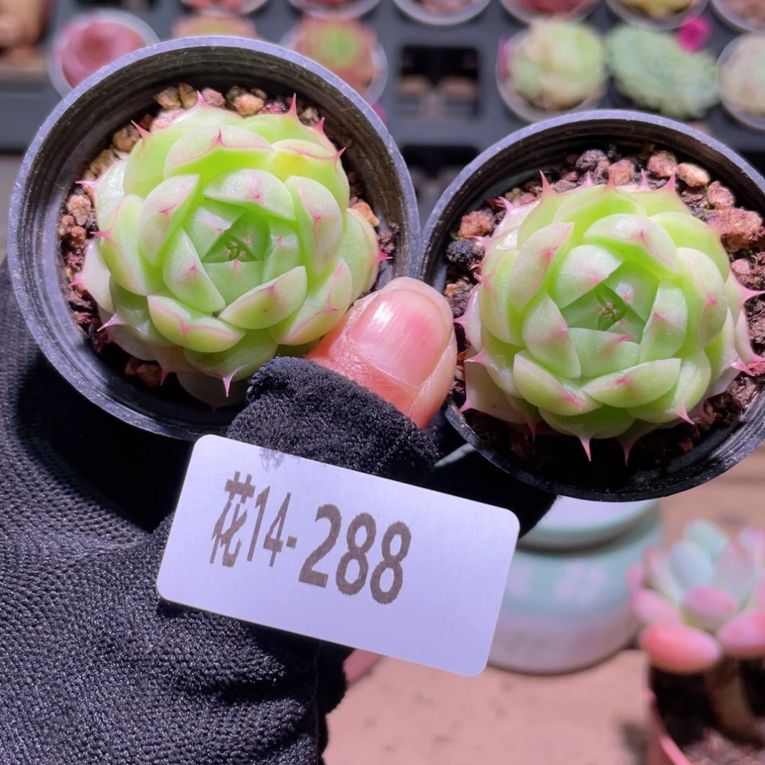 花利美14-288海王一颗多库存