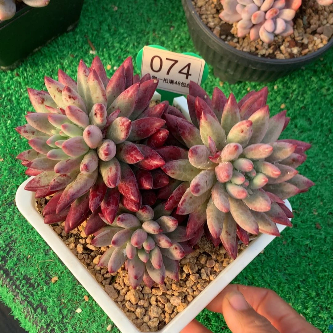 白体虞美人开播福利