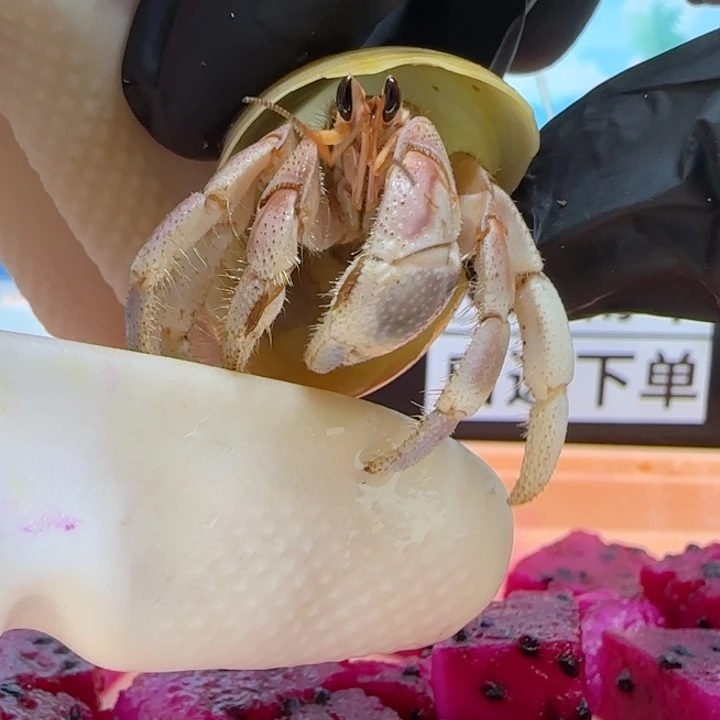 A38粉色 灰白1.8cm口径