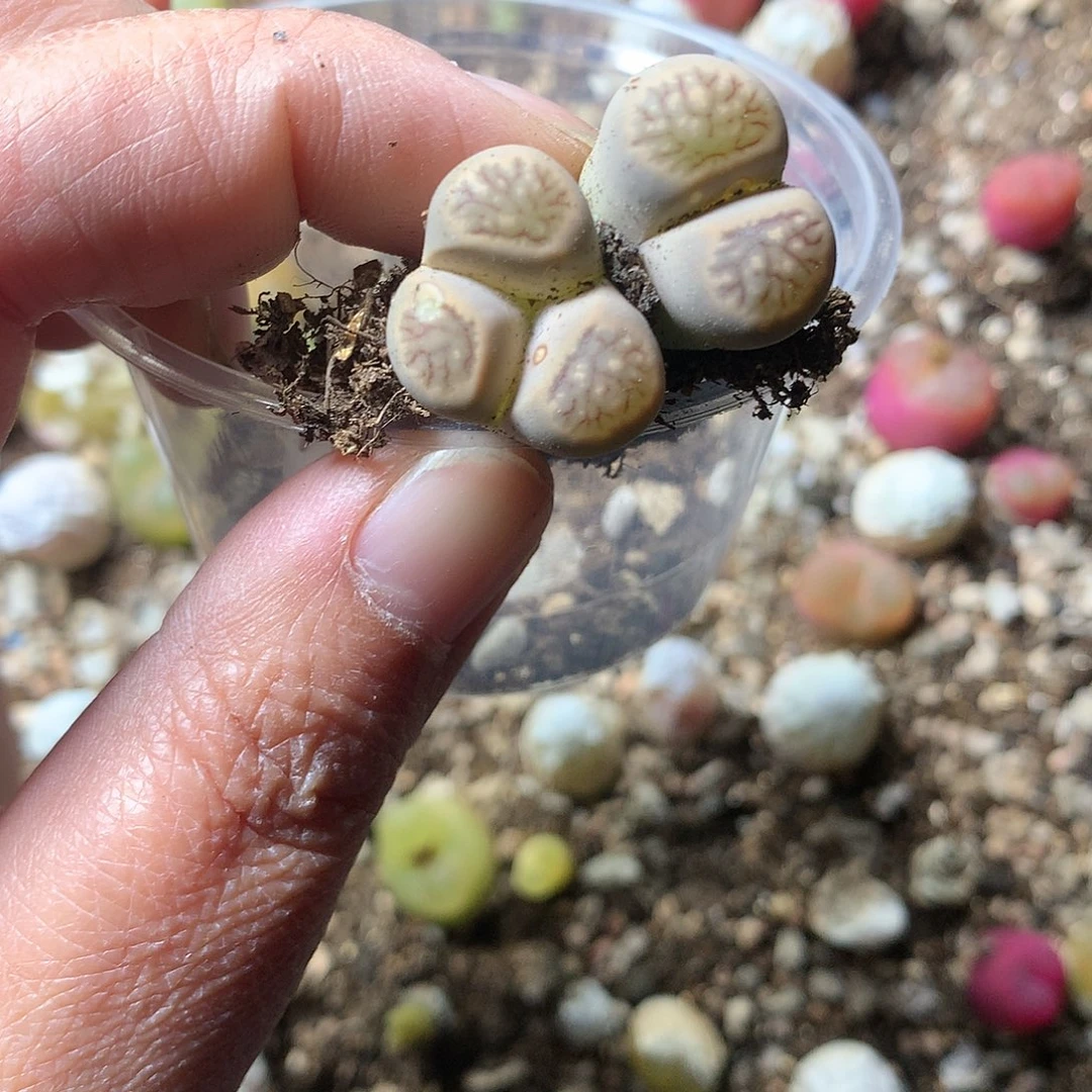 ?**?E249多肉植物保护