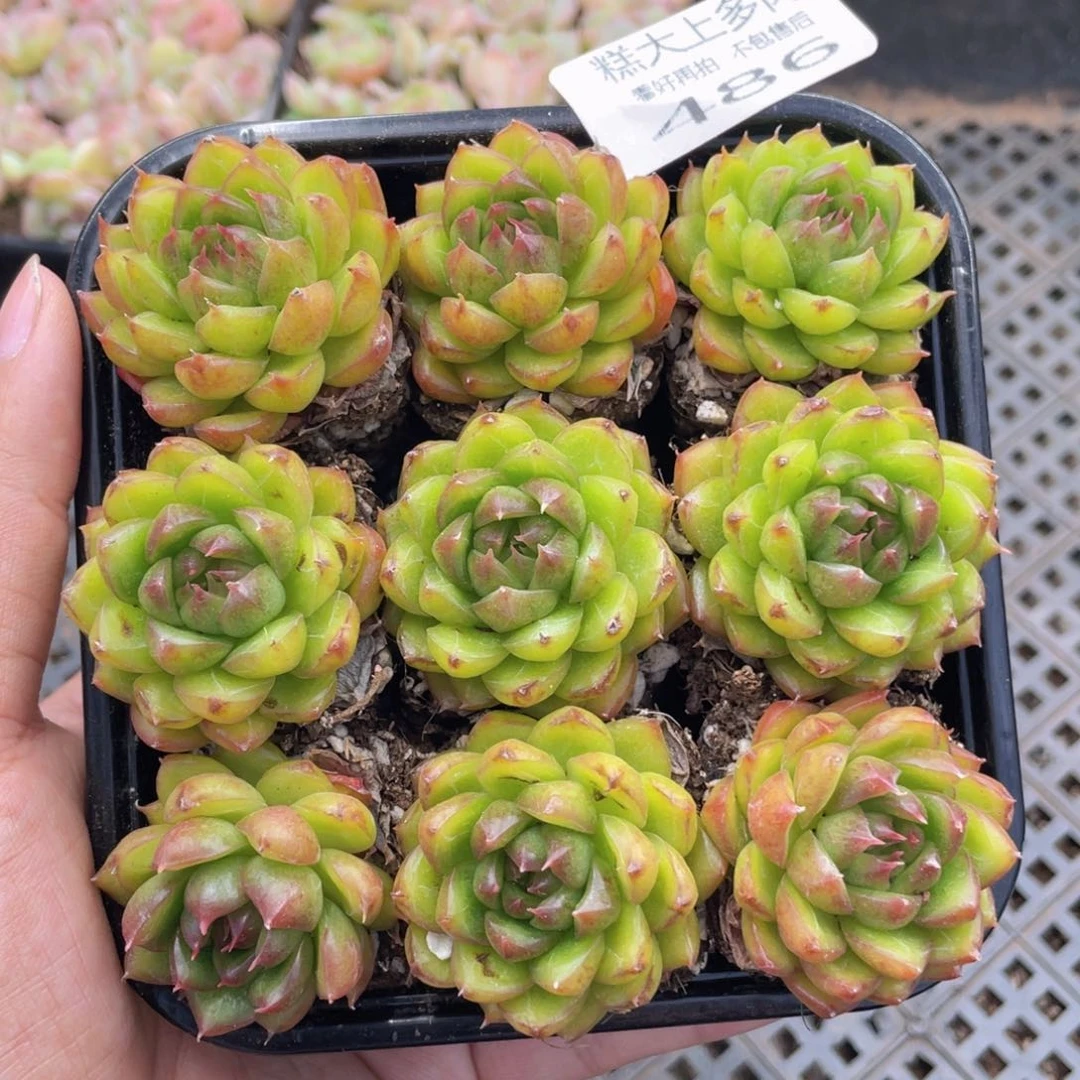 糕大上多肉植物486