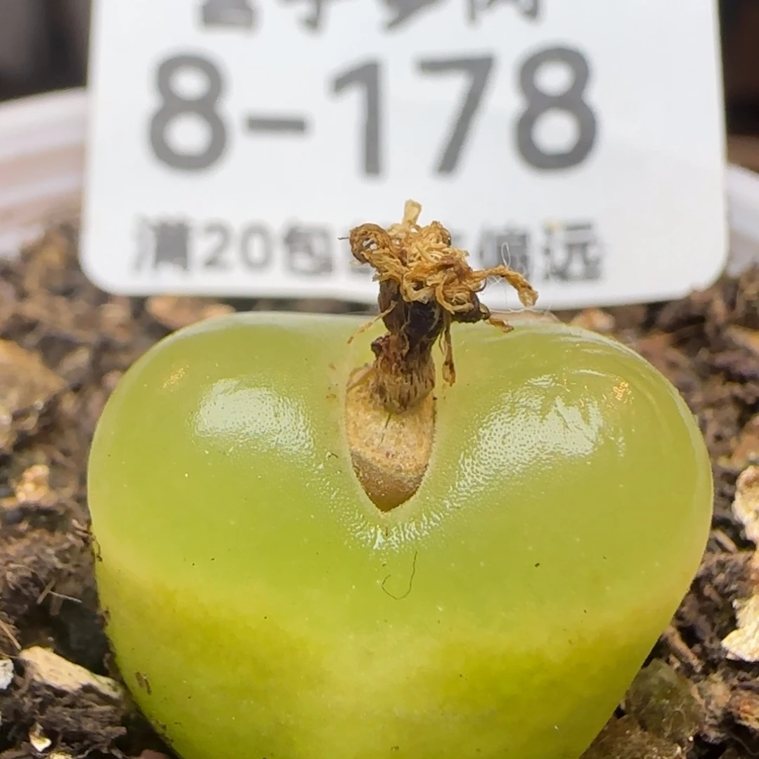 O泡带盆土发货。