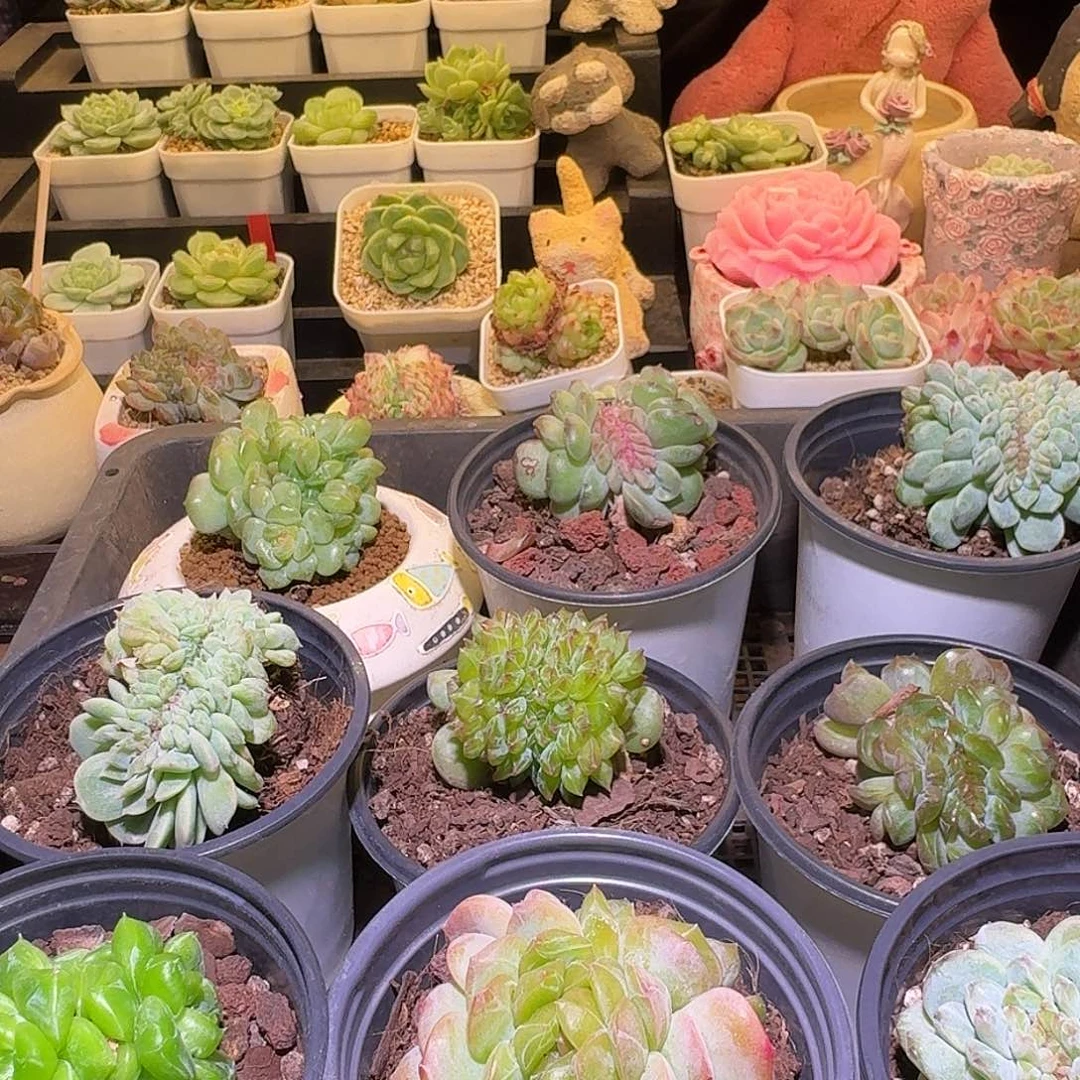 格***格格格专拍哈哈哈哈