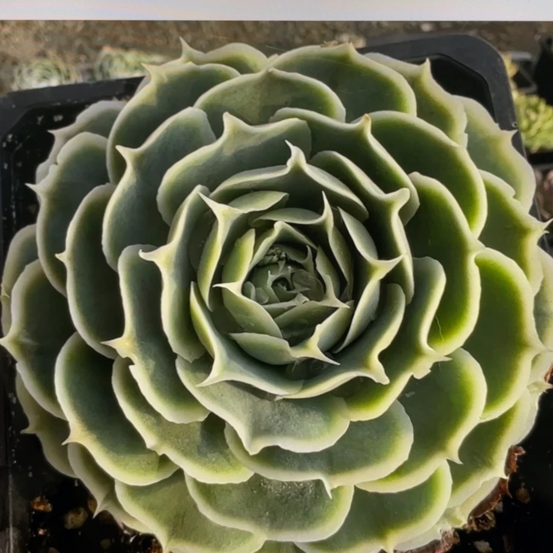 Z3皱叶种子20粒，纯皱叶