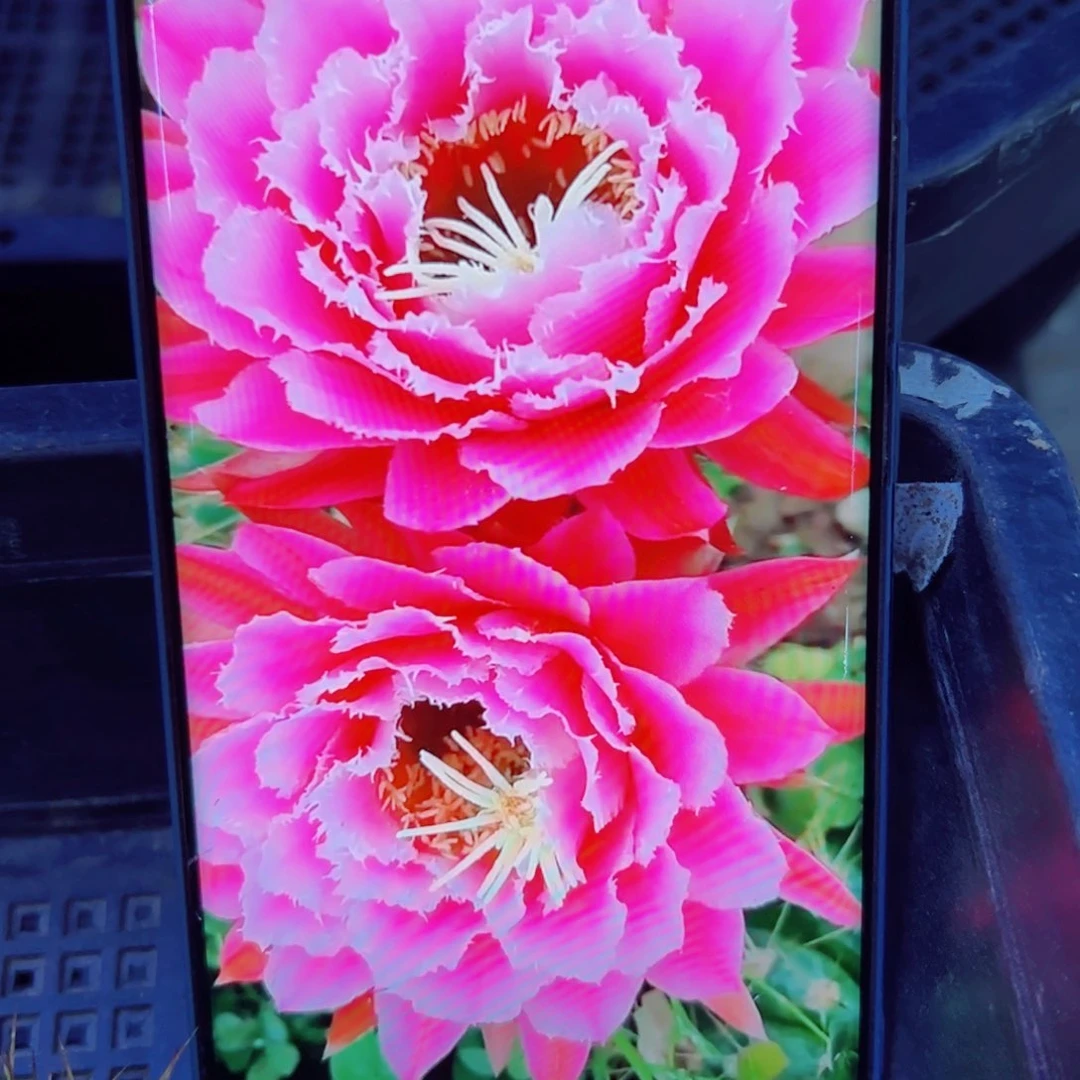 下71毛仙女歪无根侧芽4公分左右20包邮