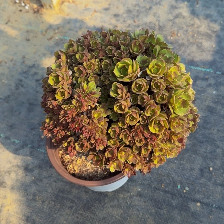 汤*法师法师微瑕01号