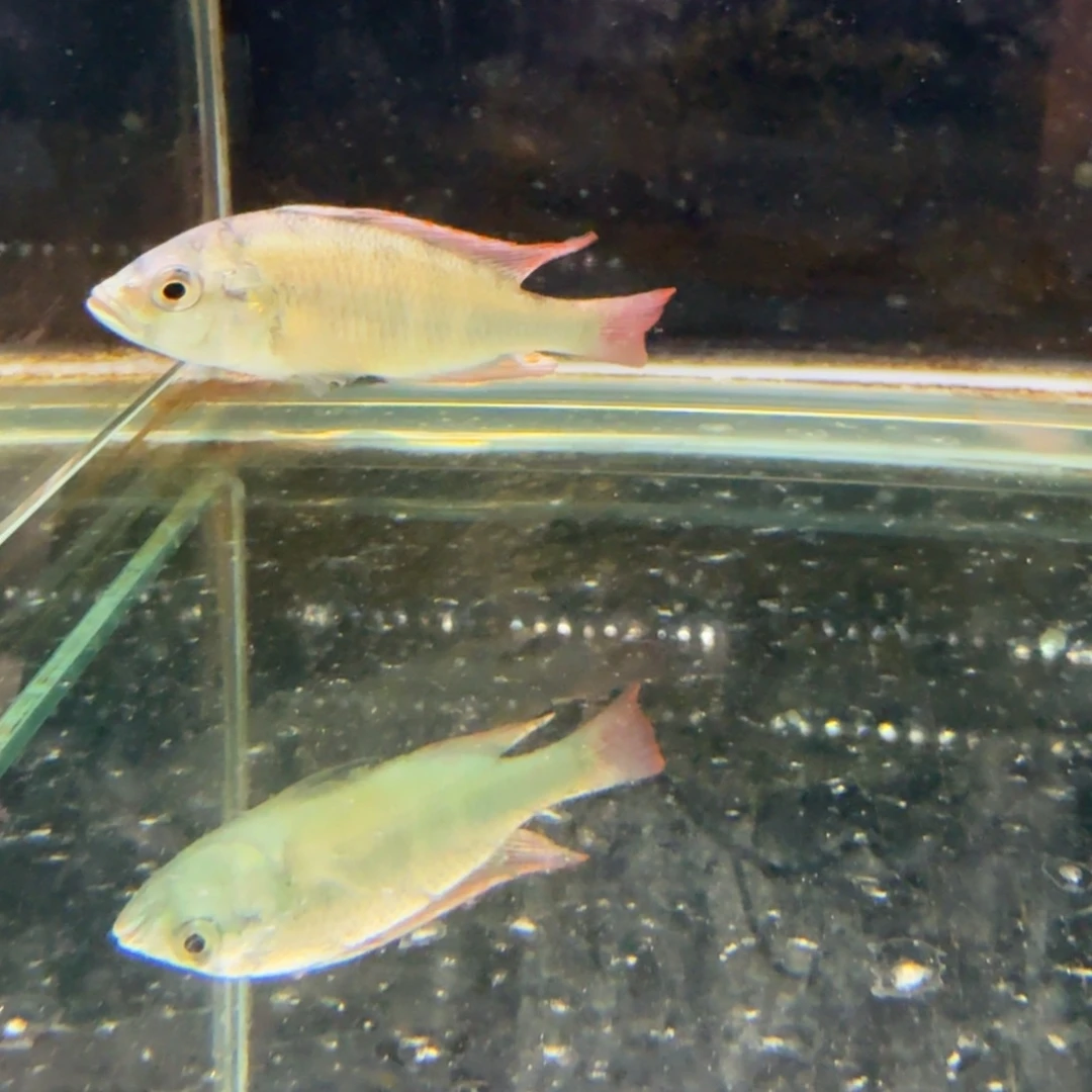慈鲷1253厚皮。