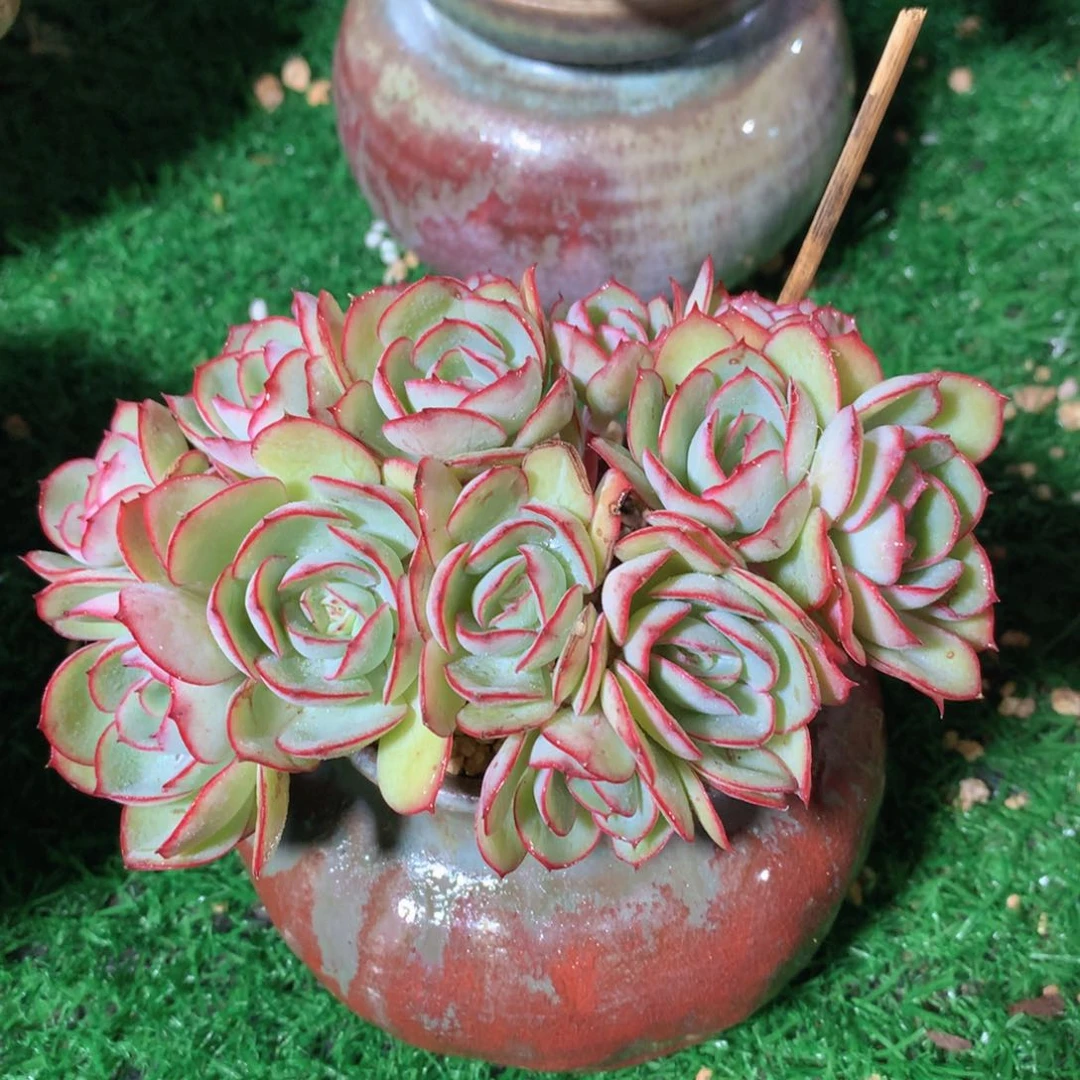 牡丹亭13 公分一物一拍