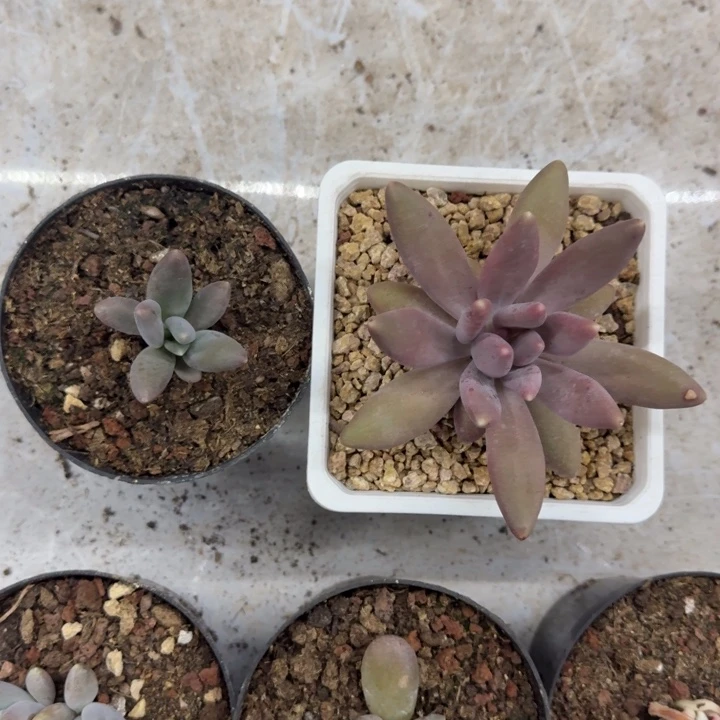 粒子星球 叶插  一物一拍