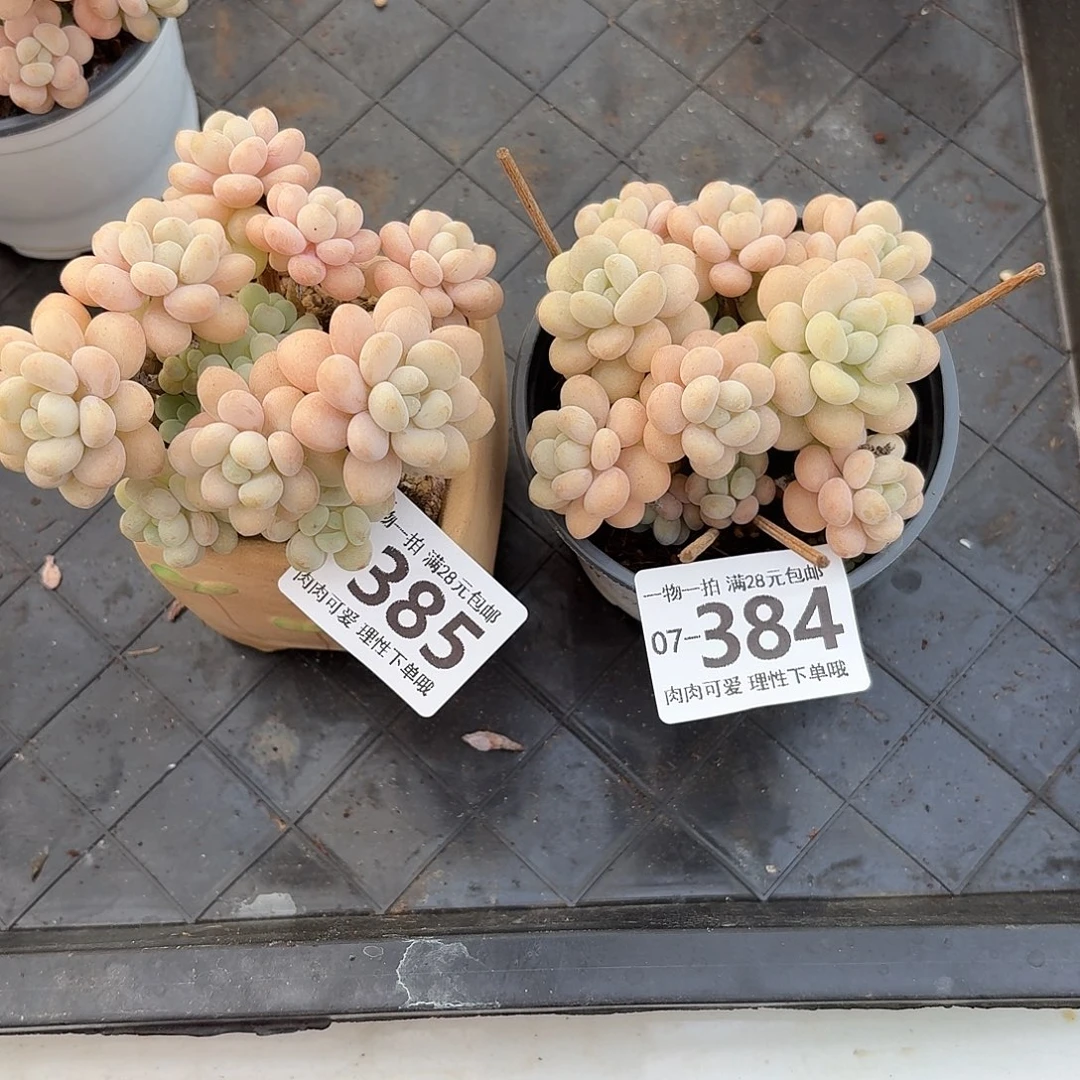 熙***轩洛可可多肉无盆土发货无盆土发货无