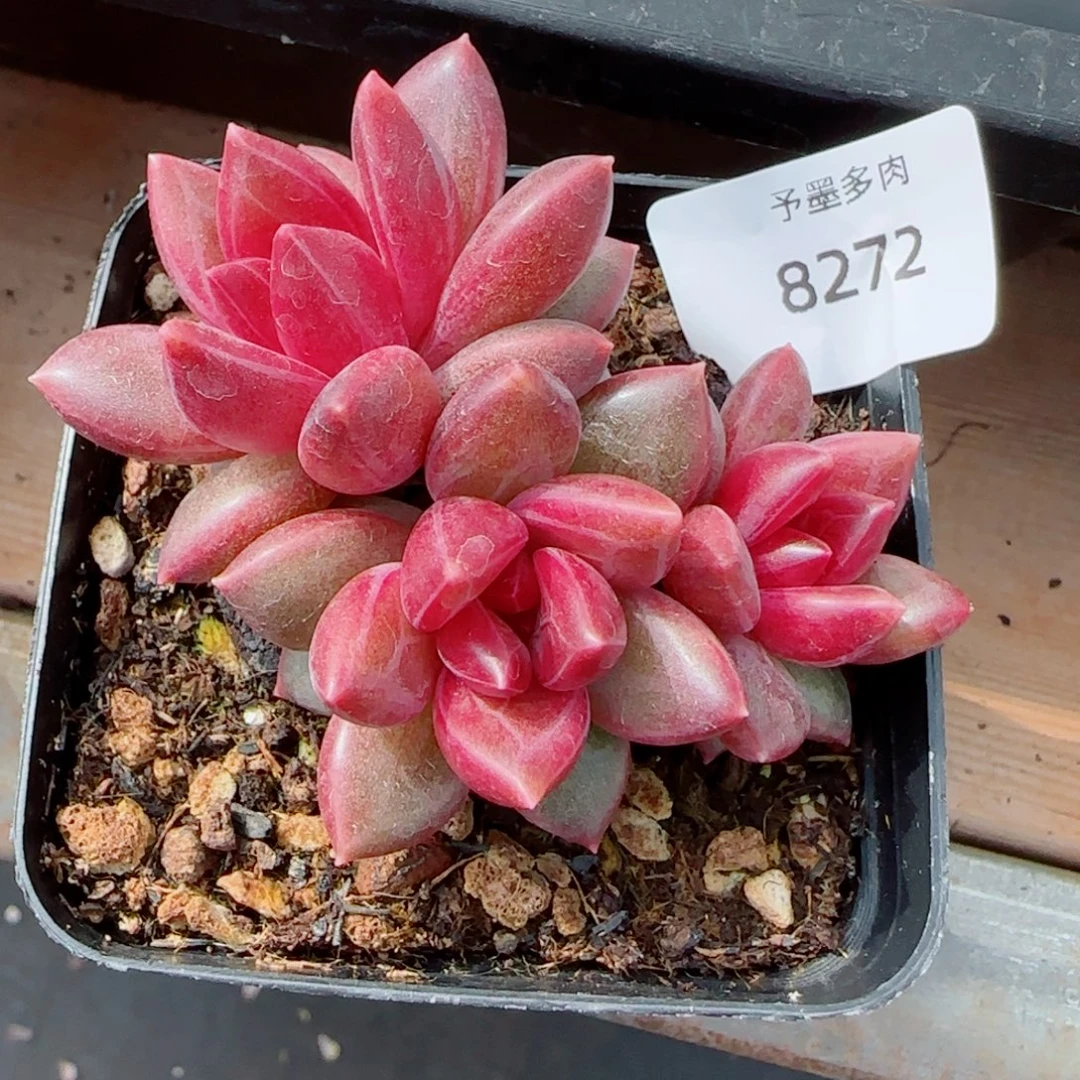 迷雾泡泡8272多肉植物