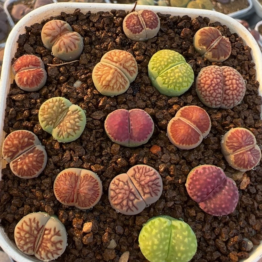 高品质菊寿丽组合带盆