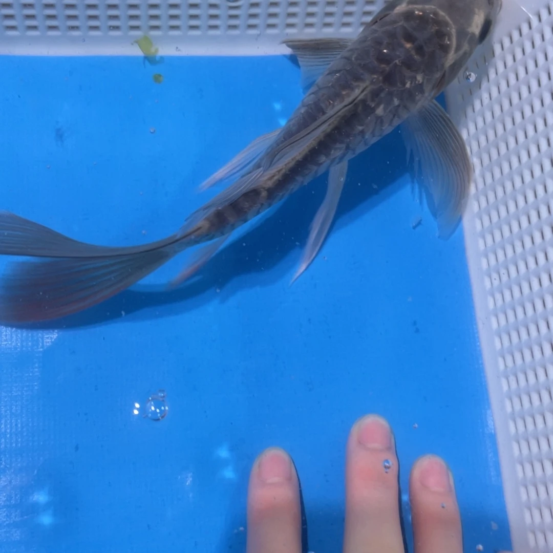锦鲤蝴蝶锦鲤包邮包邮