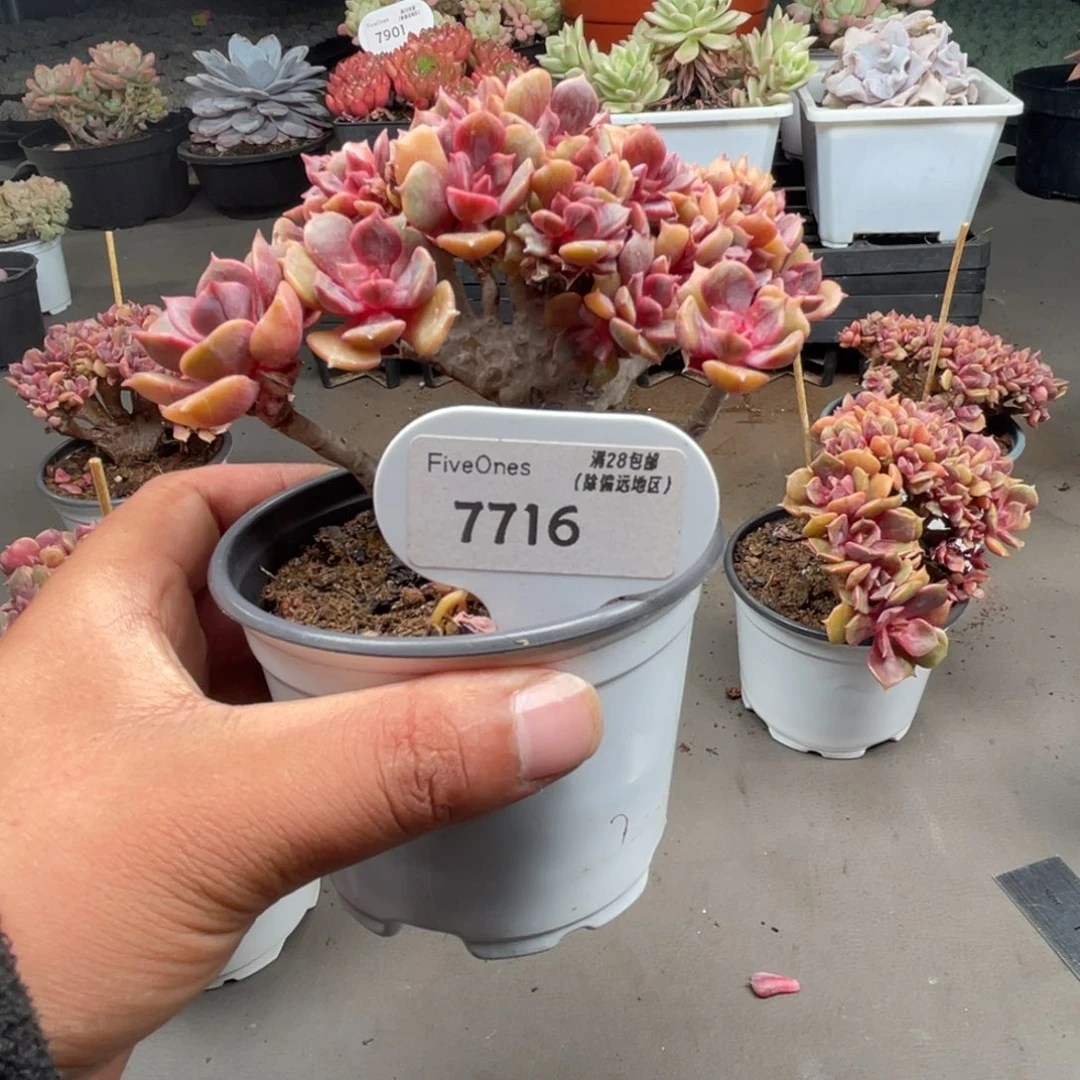 7716大红袍10.厘米