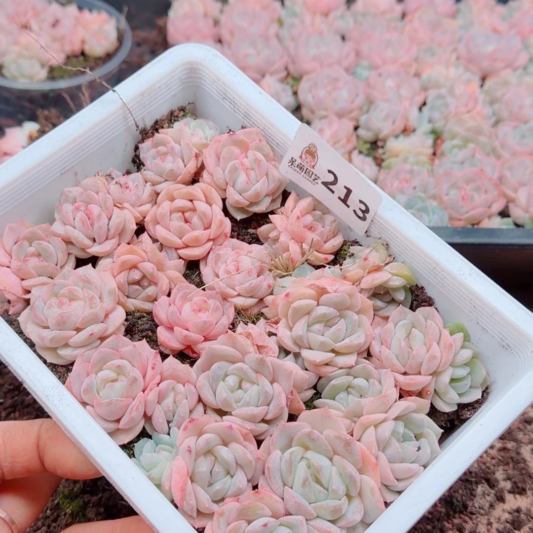 嘴***座多肉植物多肉植物