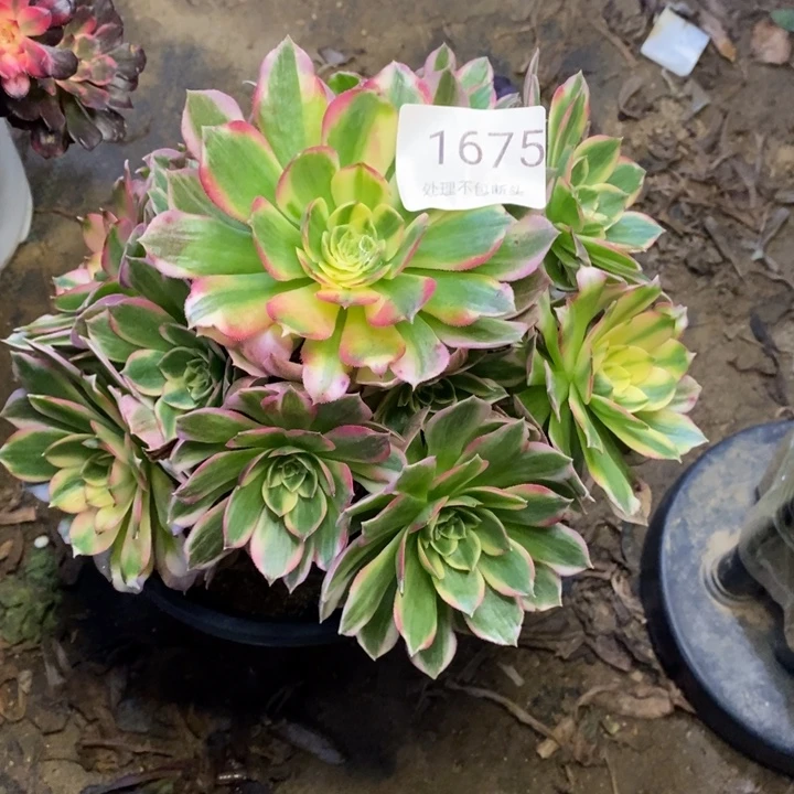 海王多肉断头不包1675