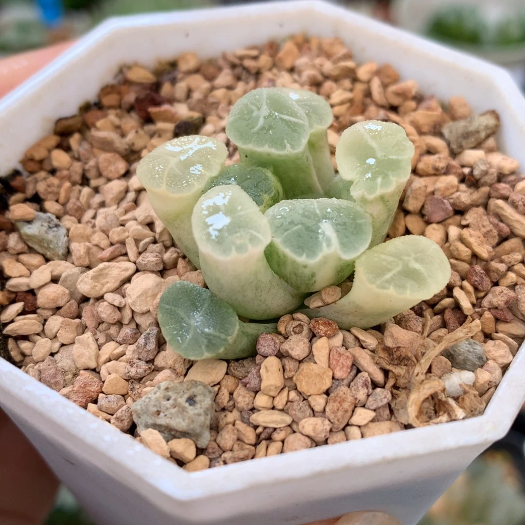 幽灵万象锦，带盆一起