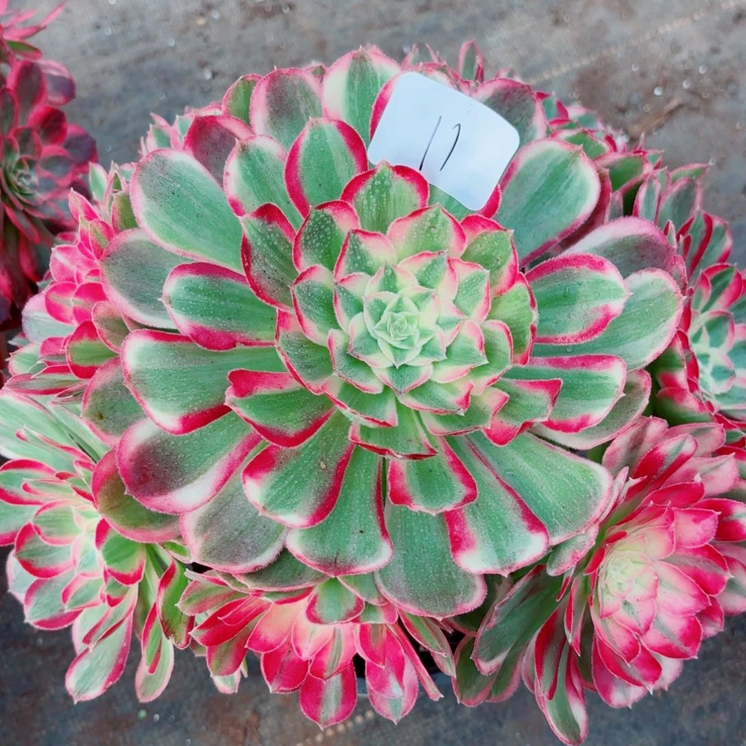 一物一拍多肉法师11