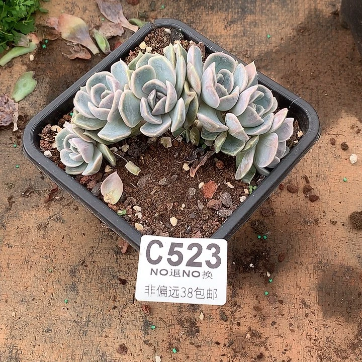 汉堡朵朵 523 需延迟发货 满100送可爱玫