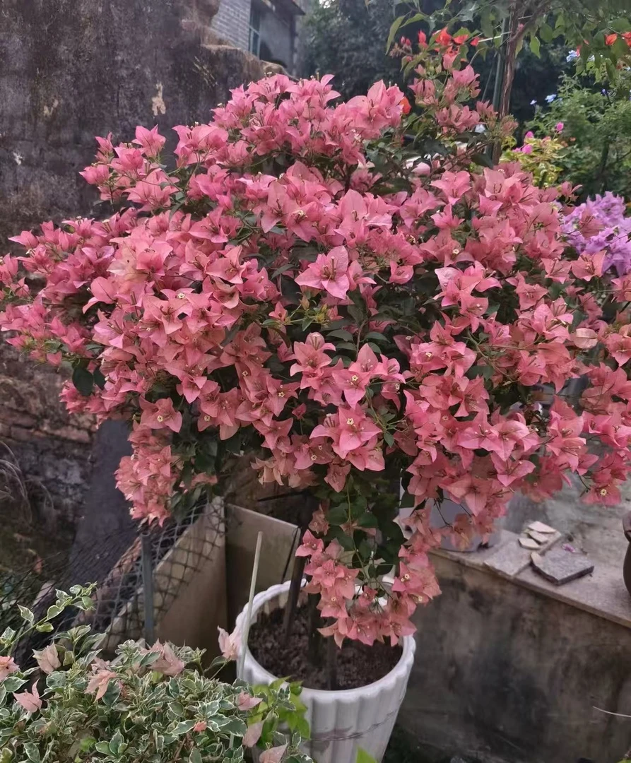 卡亚塔三角梅花苗不带花{原盆原土发货}四季 种植