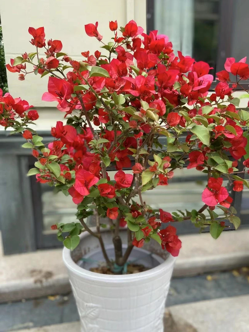 三角梅520福利【彩花系列】（基地直发介意落花落叶慎拍）