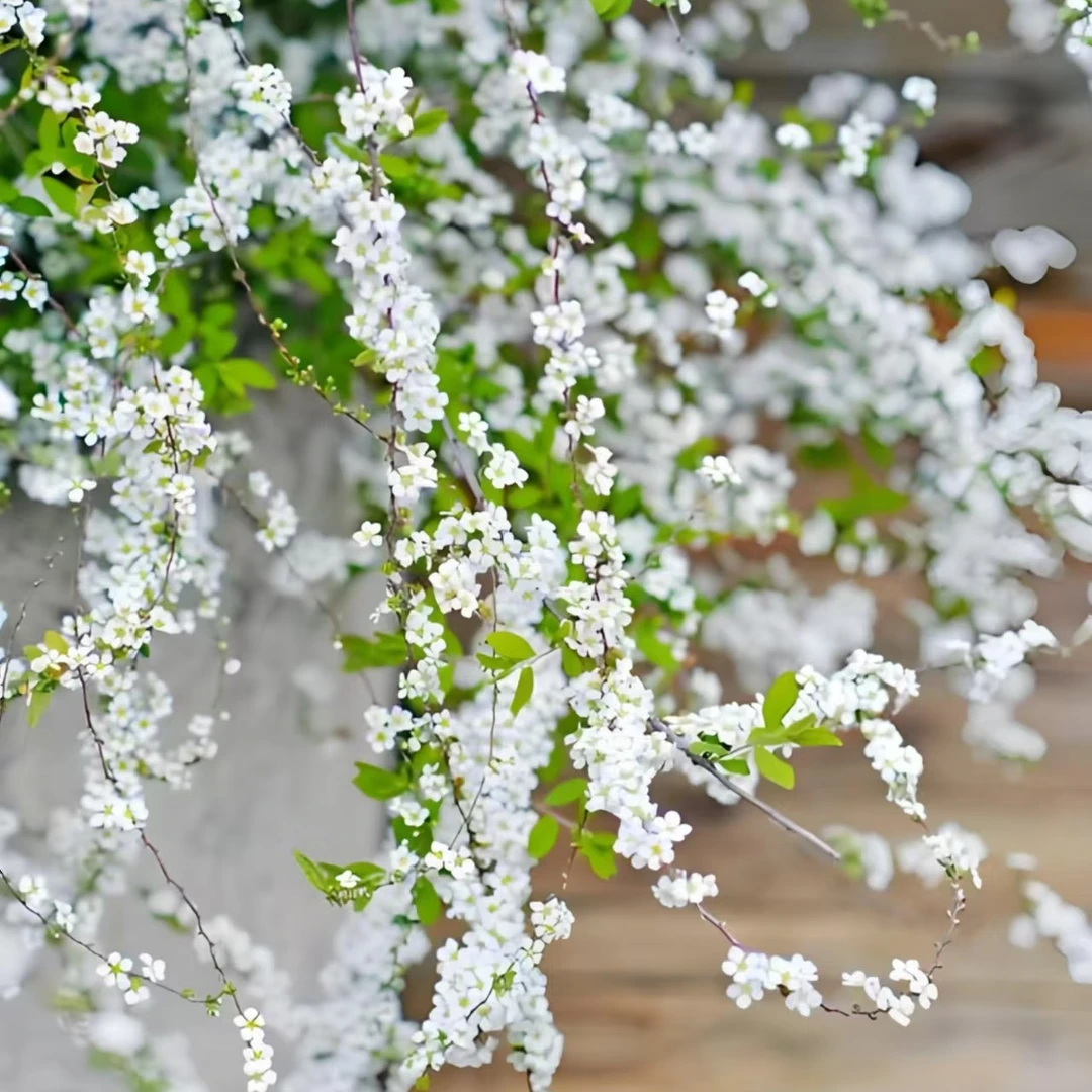 雪柳喷雪花盆栽庭院耐寒耐热植物早春开花仙气飘飘