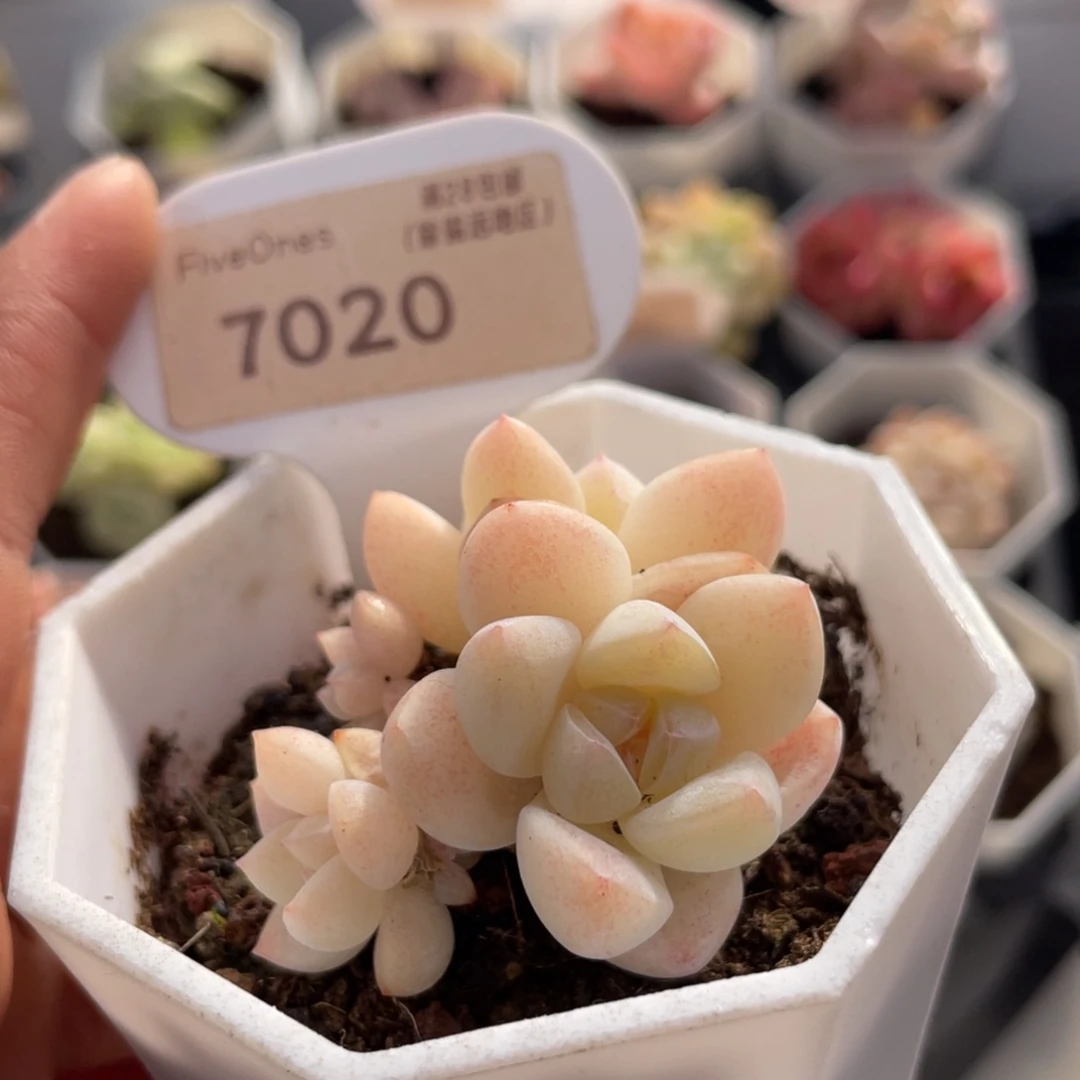 麂***冰玉7020-4.5厘米