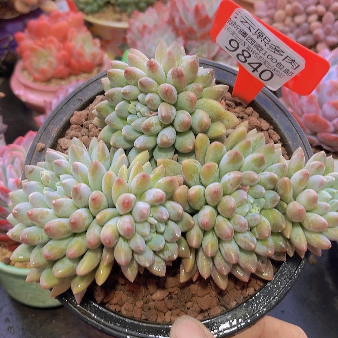 9840小叶奶糖多肉植物