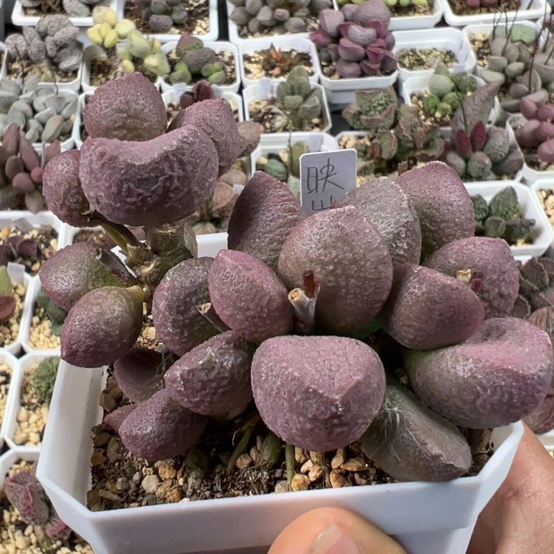 纯木质桩映山红多肉植物水泡