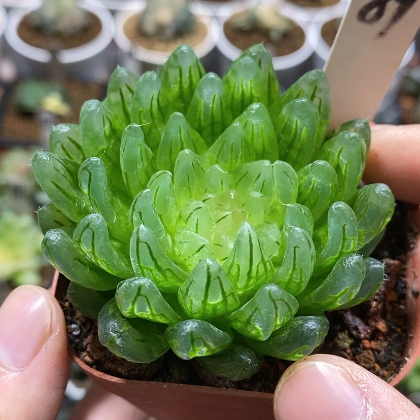 【闪购商品】89女神