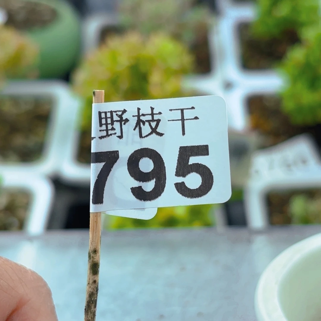 依**妈土一包795。