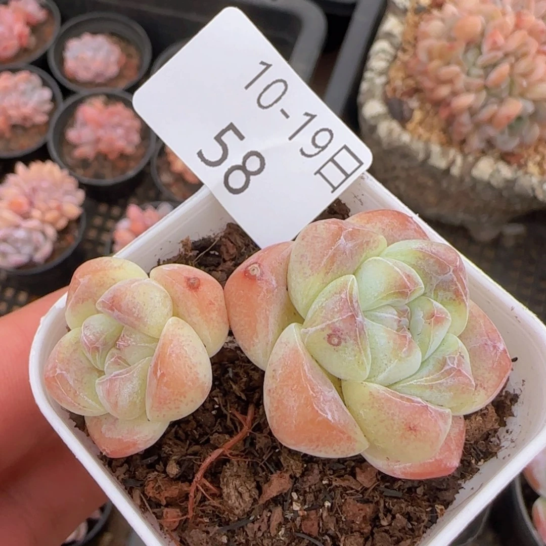 双头冰玉老桩一颗脱土