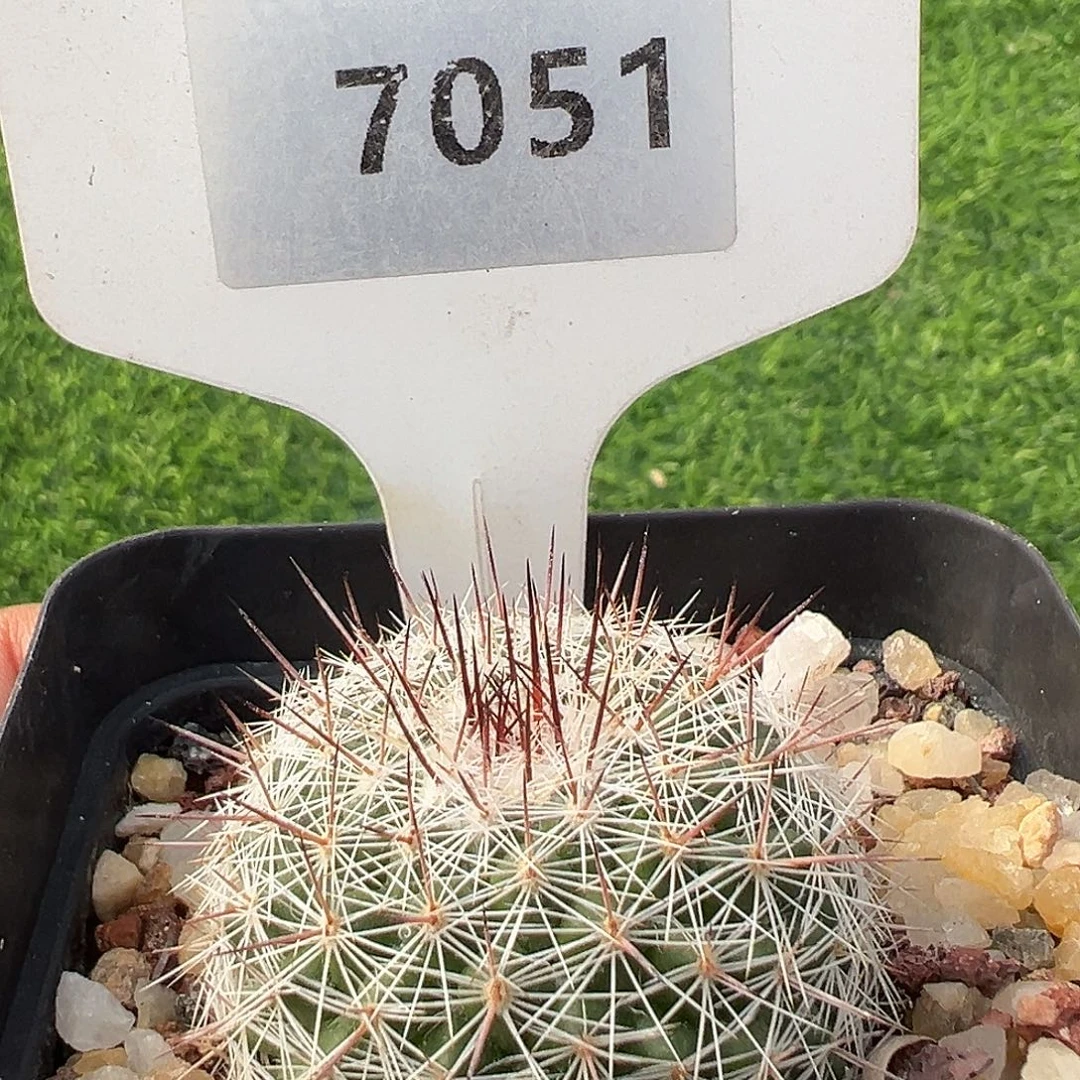 7051 琳达实生满 39 包邮非偏远地区