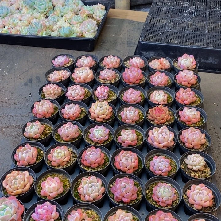 048多肉植物保护研究所所长助理研究员