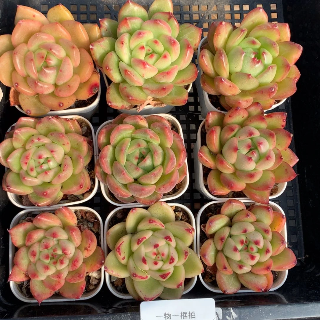 1202-02 套餐一组