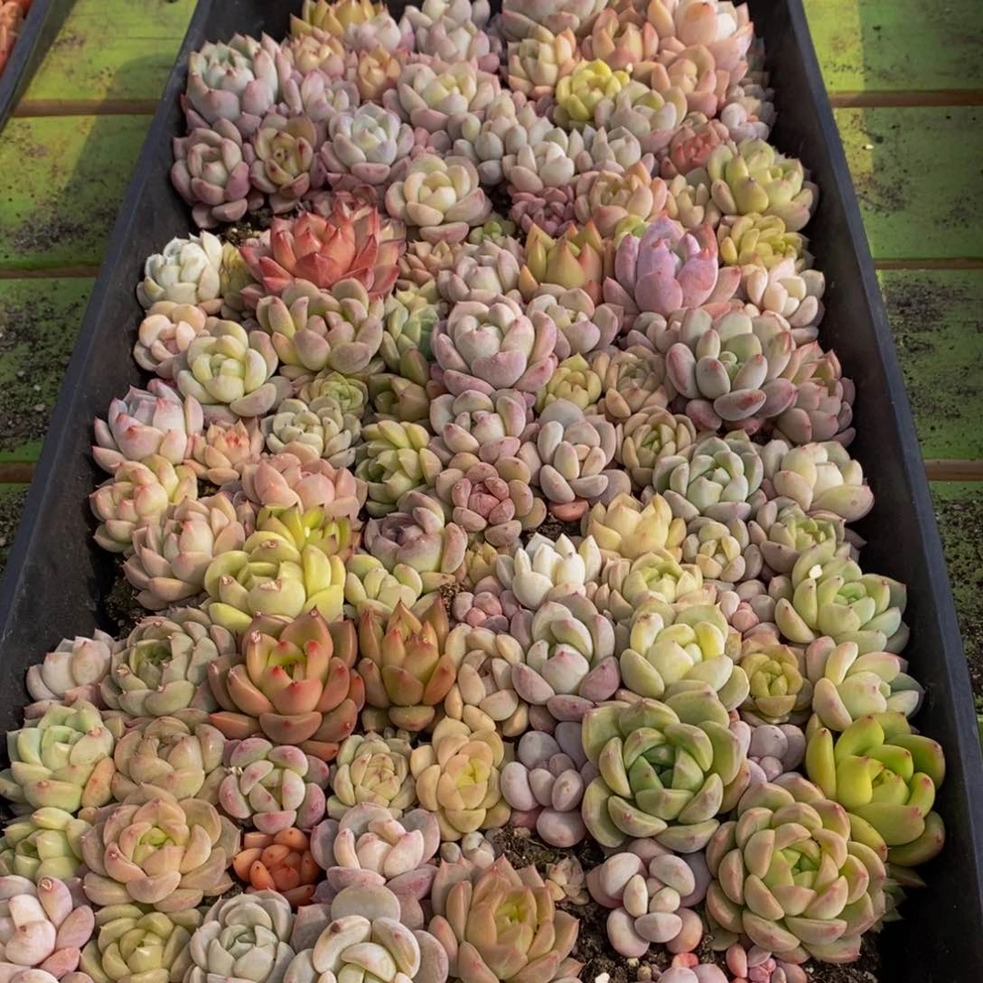 566多肉酱面的做法是很简单的日子