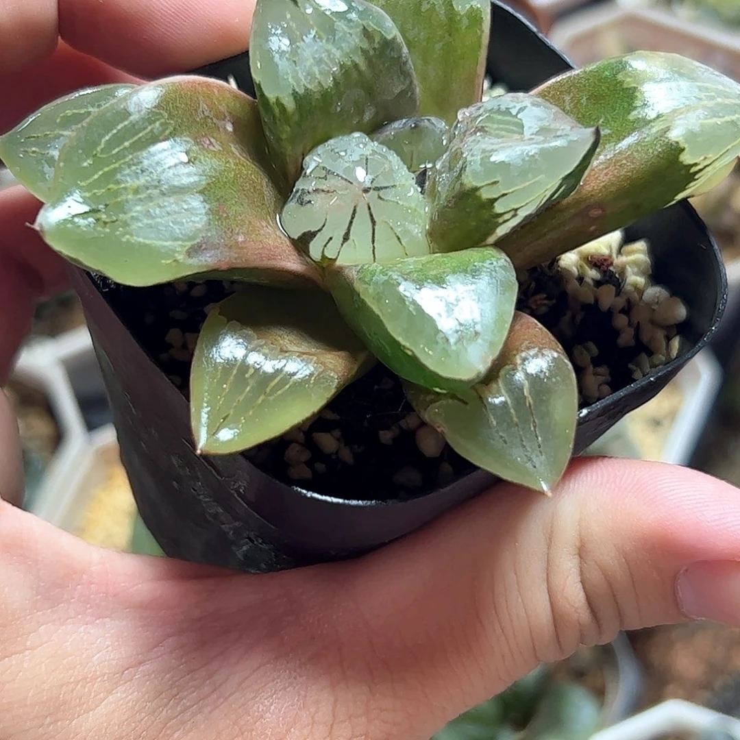 实生裹十二卷多肉植物满