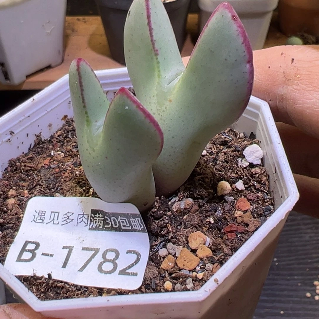 多肉植物111111111111