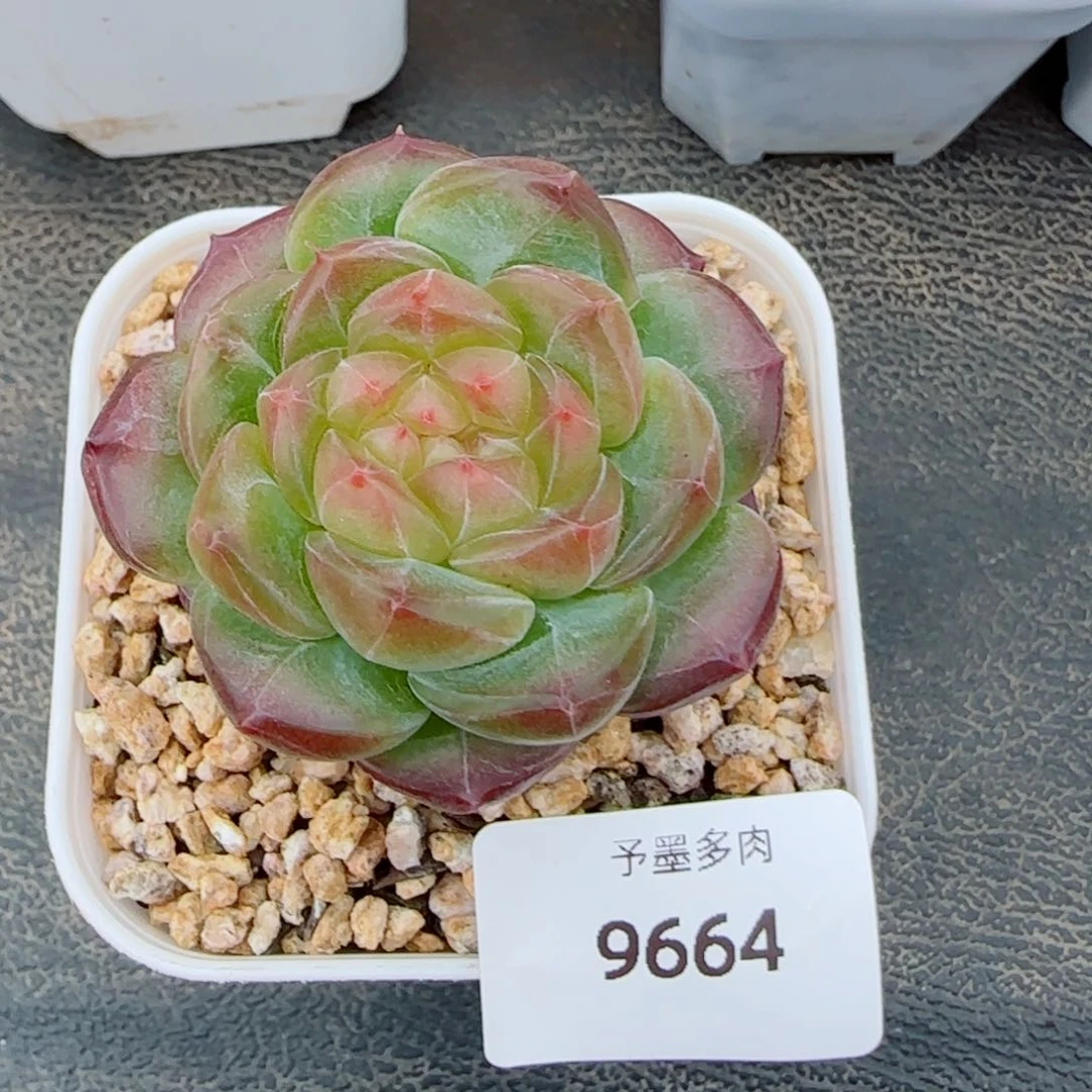 星空幻影，9664多肉植物
