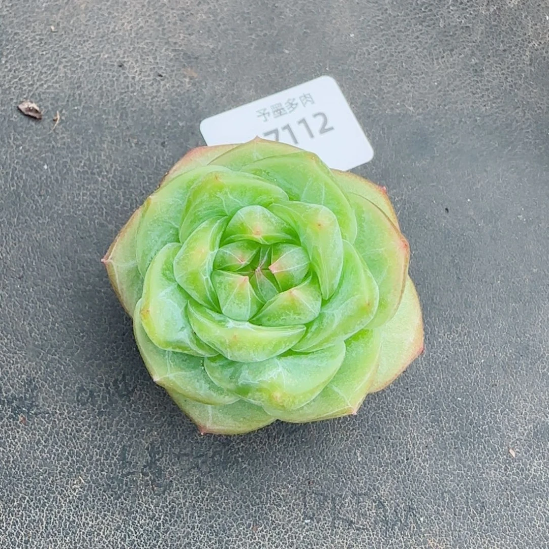 绿澜珍妮，7112多肉植物