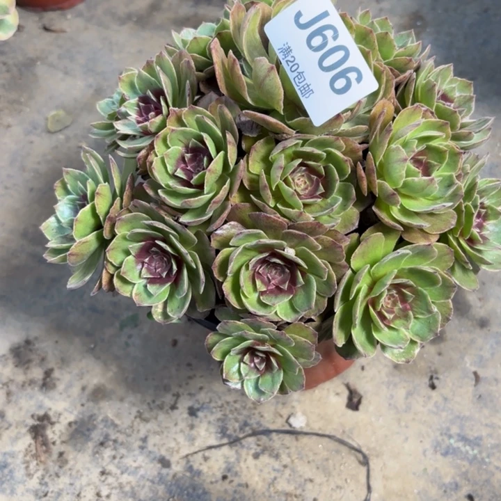 瑞妈多肉园艺606干枯玫瑰