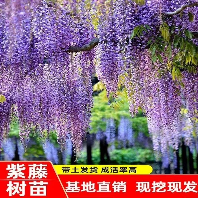 紫藤树苗老桩带花苞庭院花园开花爬藤植物紫藤花苗围墙攀爬耐寒耐