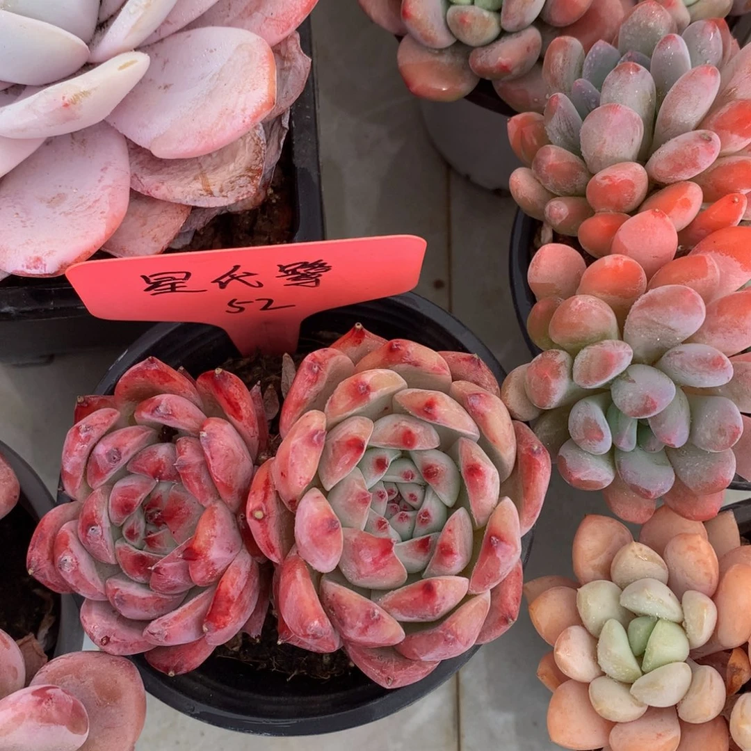 卡系列727377272727