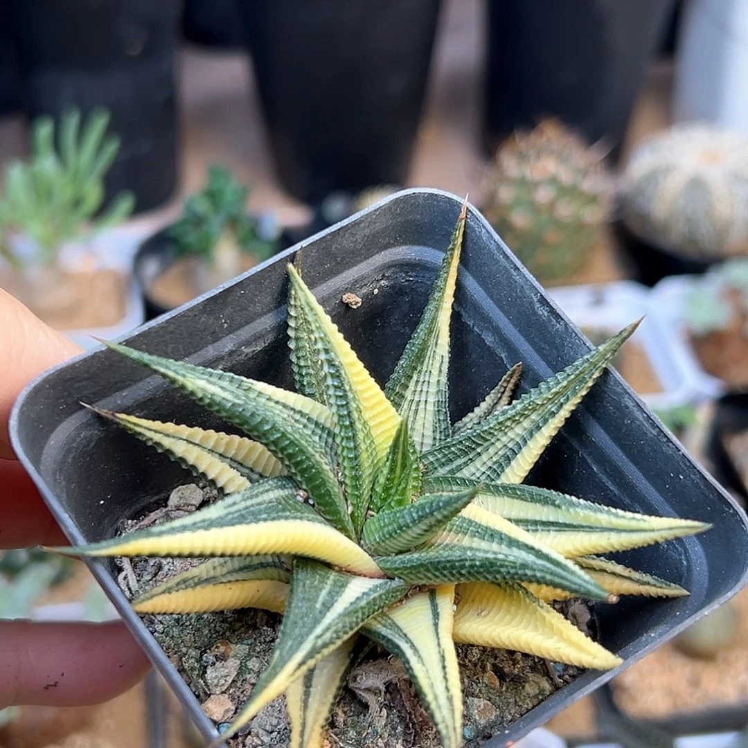 琉璃殿锦一颗一颗