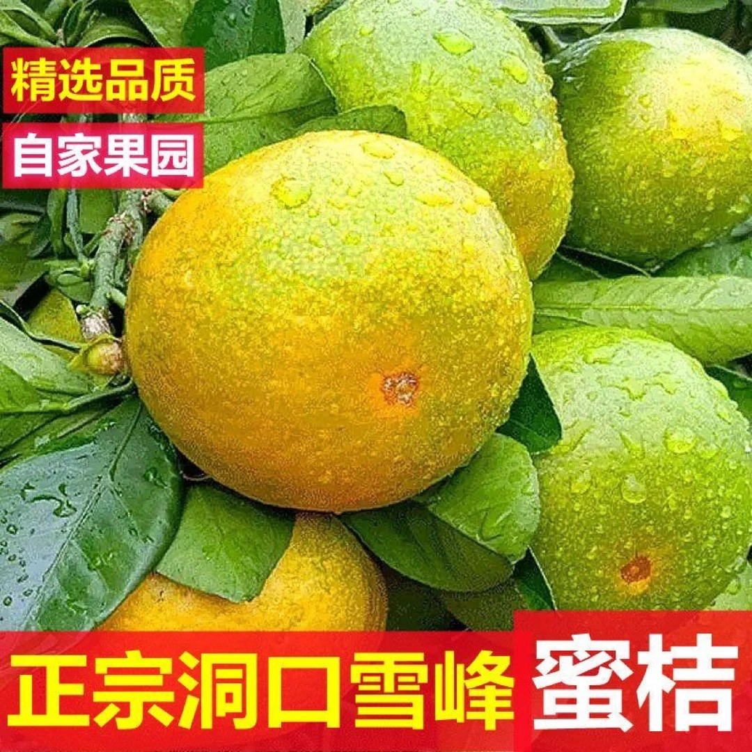 现摘湖南洞口雪峰蜜桔早熟青皮蜜桔新鲜应季无籽孕妇维生素c水果