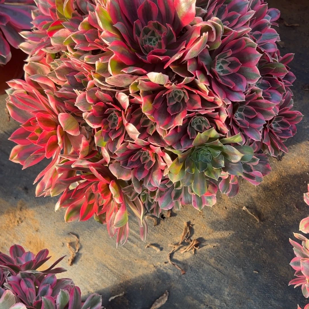 1.3-30女妖多肉植物