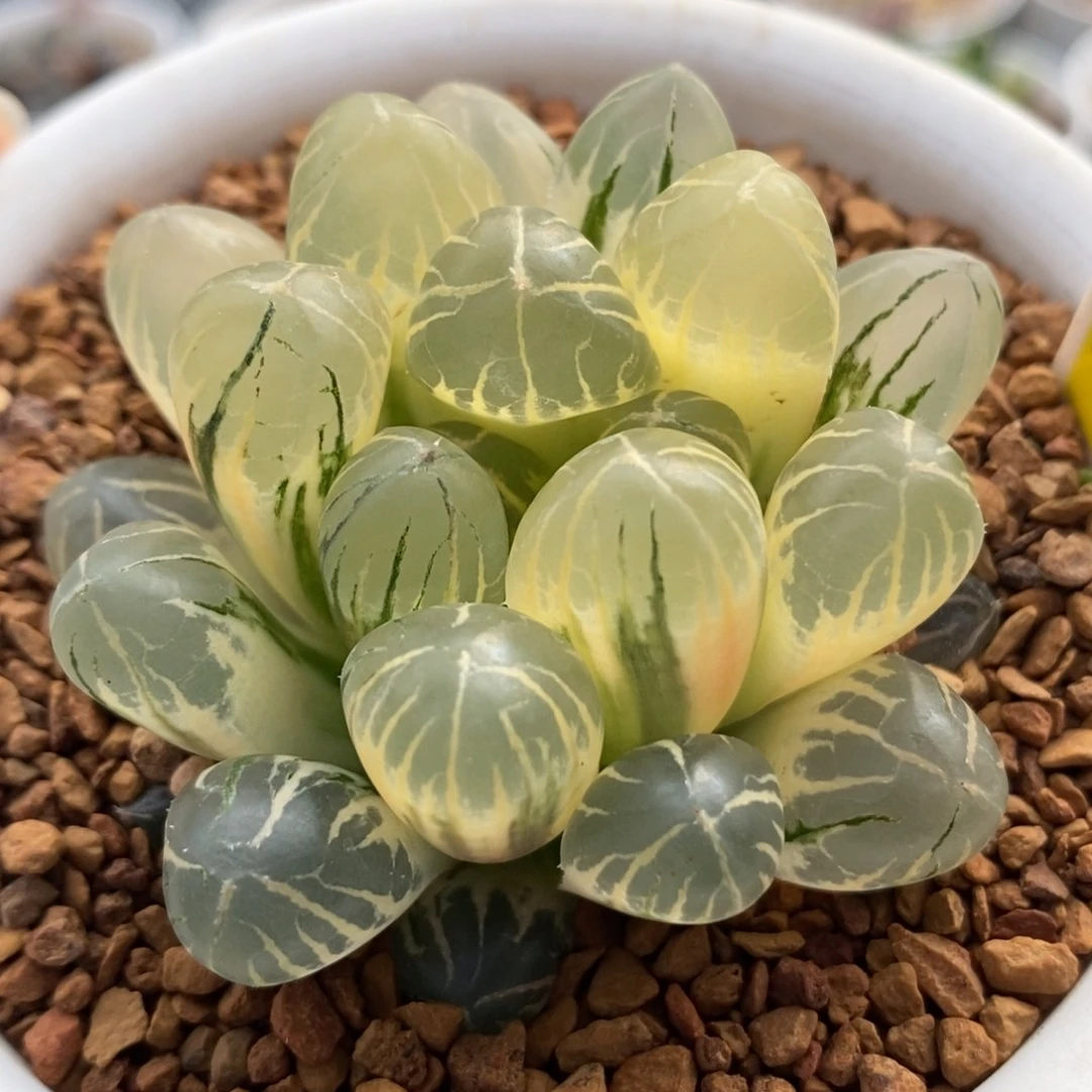 716糊斑红太阳玉露锦一物一拍