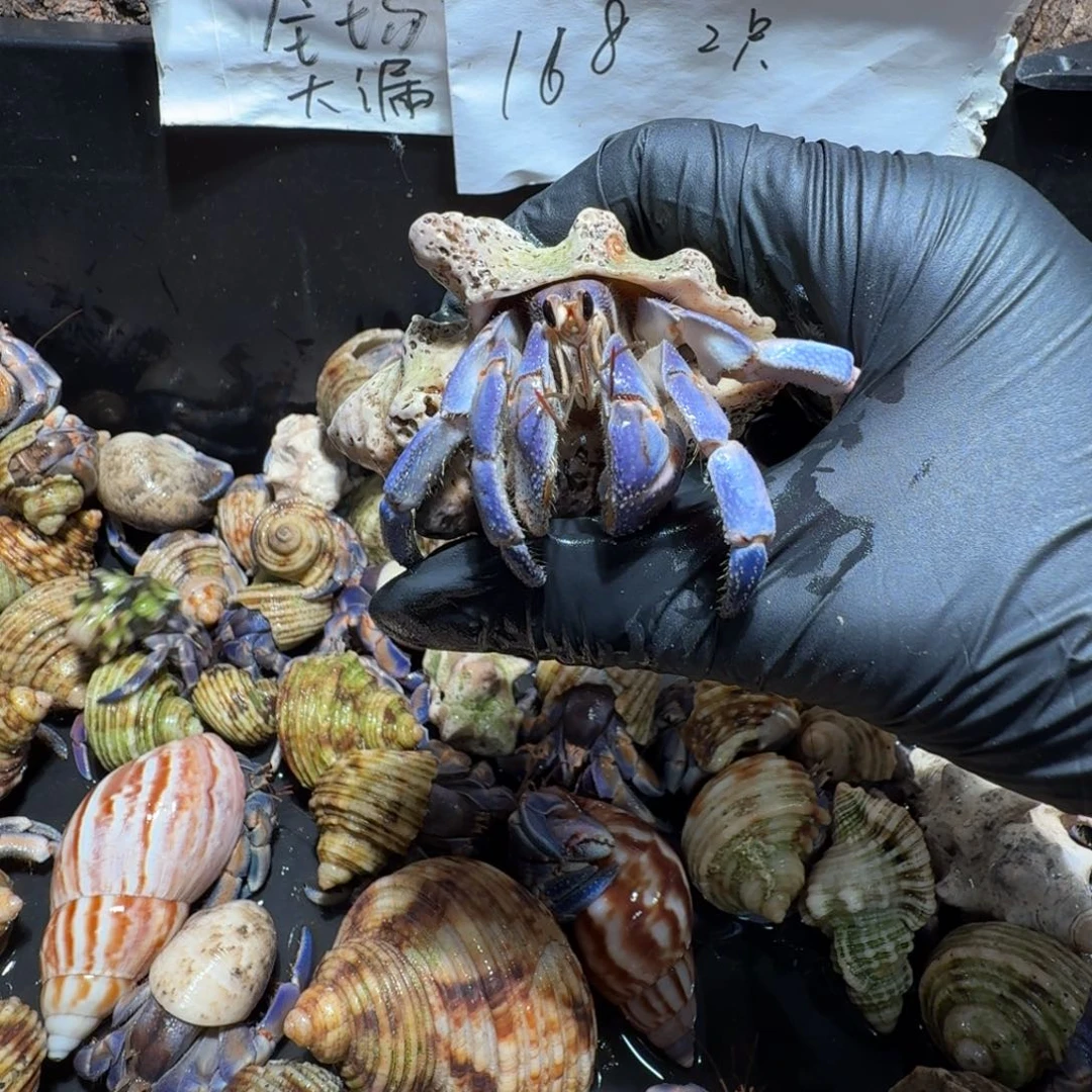 哇***栽直播间挑选链接2.7